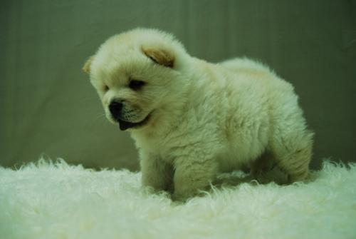 CHOW CHOW, CACHORROS CON DOS MESES EN BARCELONA