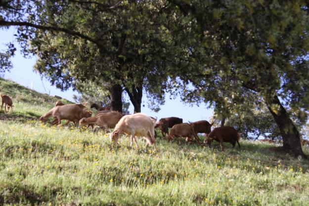 Finca  gran dehesa  2.000 has. provincia  de badajoz (españa)