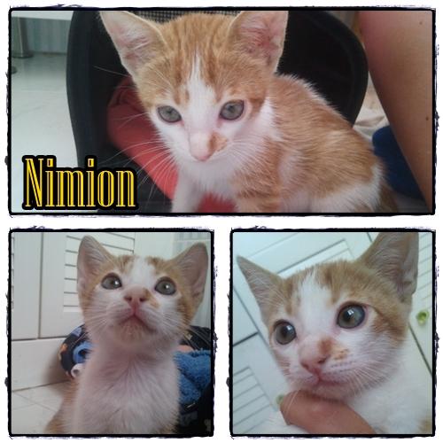 Nimion. Otro abandono