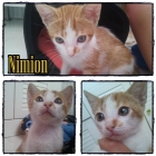 Nimion. Otro abandono - mejor precio | unprecio.es
