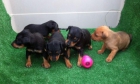 Pinscher miniatura cachorros con pedigri. - mejor precio | unprecio.es