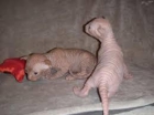 Se regala gato sphynx - mejor precio | unprecio.es