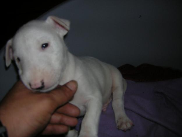 se vende ultimos bull terrier en valencia 300€