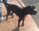 TAY pitbull AFONICO DE TANTO LLORAR!!! esta en Rotaguau‏ - mejor precio | unprecio.es