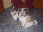 Vendo shih tzu con pedegree - mejor precio | unprecio.es