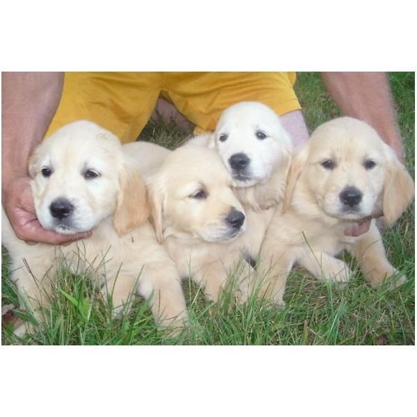 Venta de cachorros de GOLDEN RETRIEVER - 450   -