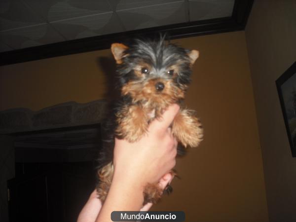 yorkshire mini 600 gr cuatro meses 500 E