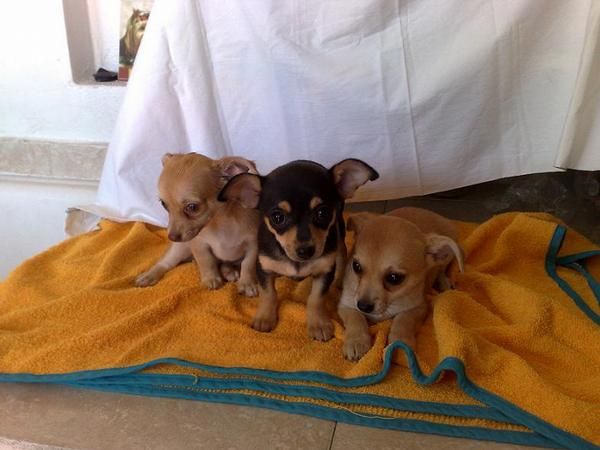 Preciosos cachorros de Chihuahua Económicos!