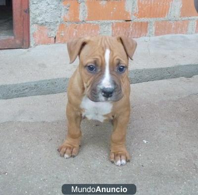 Cachorro de American Stafford