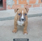 Cachorro de American Stafford - mejor precio | unprecio.es