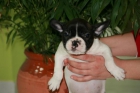 CAMADA DE BULLDOGS FRANCES DE MUY BUENA CALIDAD - mejor precio | unprecio.es