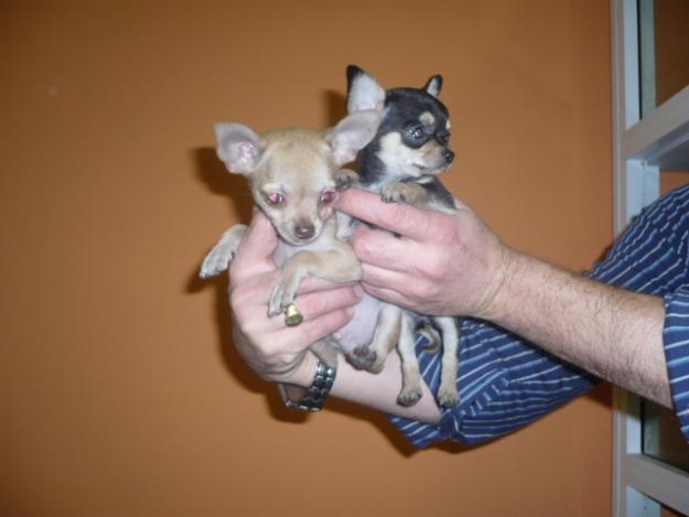 chiuahuas miniaturas