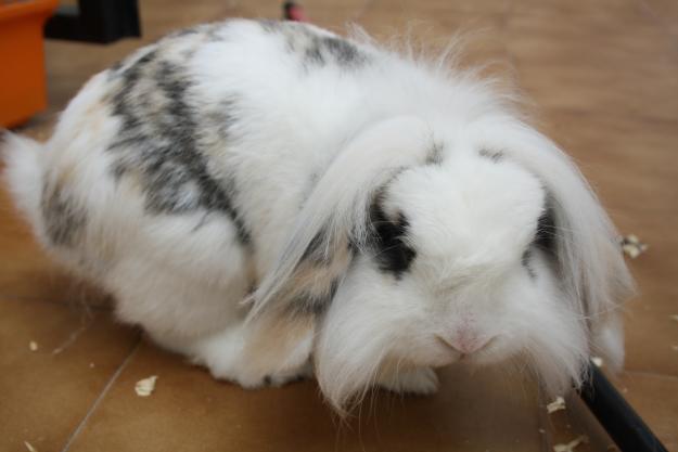 Conejo para monta
