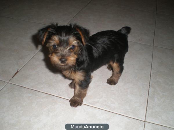 excelente camada de yorkshire terrier toys