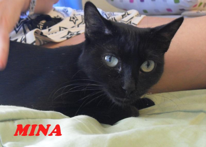 Gata mina belleza felina, todo un reto + leuc en ADOPCION