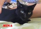 Gata mina belleza felina, todo un reto + leuc en ADOPCION - mejor precio | unprecio.es