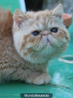 Gatita persa - mejor precio | unprecio.es