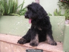 GOS D ATURA CATALA CACHORROS. - mejor precio | unprecio.es