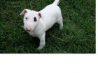 me gustaría recibir un nuevo miembro de la familia cachorro bull terrier en su hogar, - mejor precio | unprecio.es