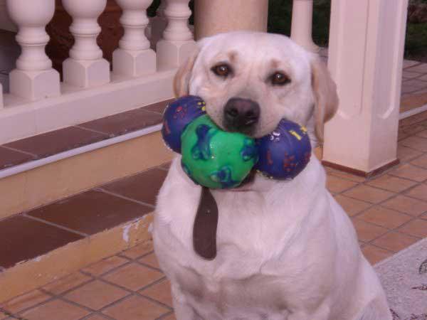 Noa, labradora de 2 años ADOPCION