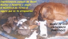 Nueva camada de boxer - mejor precio | unprecio.es