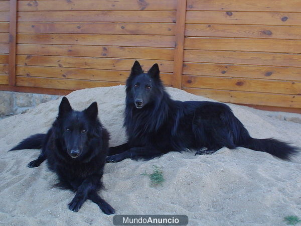 pastor belga groenendael negro