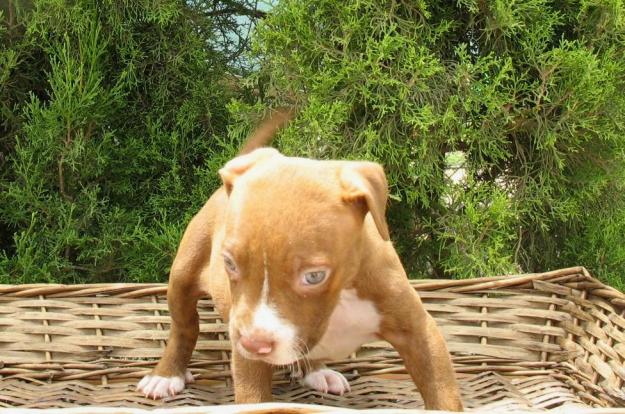 Pitbull Terrier(camada 2)