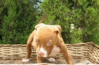 Pitbull Terrier(camada 2) - mejor precio | unprecio.es