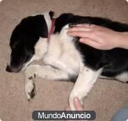 REIKI EN EL REINO ANIMAL__TERAPIA MUY BENEFICIOSA PARA NUESTROS FIELES AMIGOS__REGALALE MOMENTOS DE PAZ..