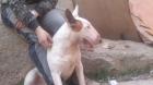 se vende bull terrier - mejor precio | unprecio.es
