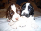 Springer Spaniel Ingles Perritos - mejor precio | unprecio.es