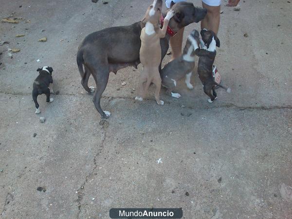 ULTIMOS cachorros de Pitbull