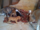 vendo cachorros pitbull - mejor precio | unprecio.es