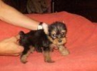 yorkshire terrier preciosos cachorritos  para gratis - mejor precio | unprecio.es