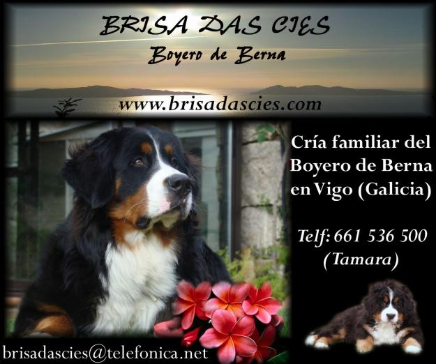 Boyeros de Berna de Brisa das Cíes