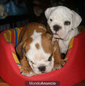 Bulldog inglés, preciosos y buen precio - Murcia