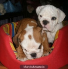 Bulldog inglés, preciosos y buen precio - Murcia - mejor precio | unprecio.es