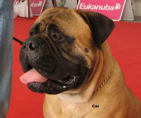 Expectacular camada de bullmastiff