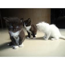 gatitos