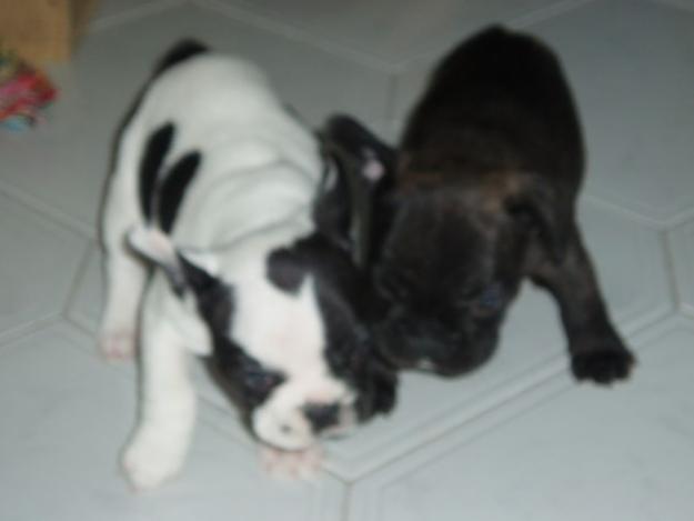 JAVIER/cachorros de bulldog frances