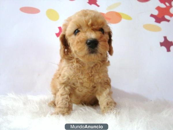 Machos y hembras Caniche de autentica raza