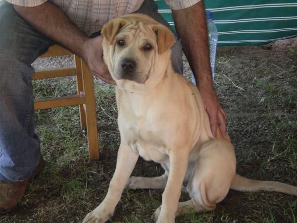 Preciosa hembrita de shar pei