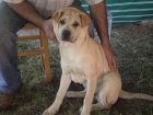 Preciosa hembrita de shar pei - mejor precio | unprecio.es