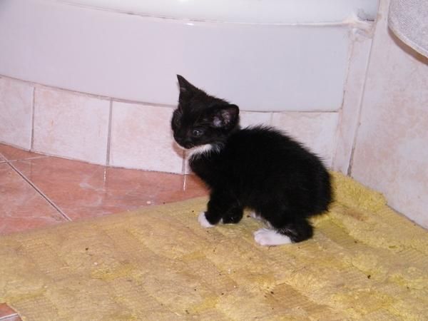 se da en adopcion gtito de 1 mes