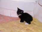 se da en adopcion gtito de 1 mes - mejor precio | unprecio.es