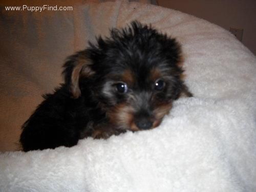 YORKSHIRE TERRIER CACHORRITOS 150 E -