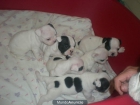 Bulldogs Frances en CASA por 530 - mejor precio | unprecio.es