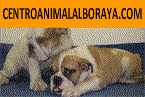 CACHORROS DE TODAS LAS RAZAS, EXCELENTES!