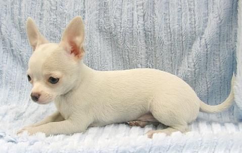 Chihuahua cachorros diminutos disponible ahora!!