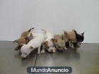 CHIHUAHUA TOYS - mejor precio | unprecio.es